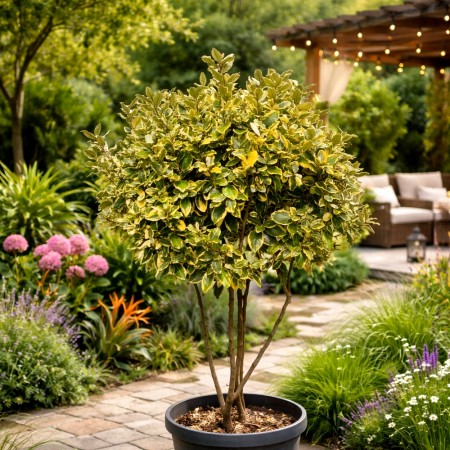 Elaeagnus ebbingei Viveleg - Arbusti fructiferi - AgroDenmar.ro