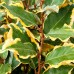 Elaeagnus ebbingei Viveleg - Arbusti fructiferi - AgroDenmar.ro Elaeagnus ebbingei Viveleg - Arbusti fructiferi - AgroDenmar.ro