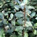 Maslin rusesc - Elaeagnus Ebbingei Compacta - Arbusti ornamentali - AgroDenmar.ro Maslin rusesc - Elaeagnus Ebbingei Compacta - Arbusti ornamentali - AgroDenmar.ro