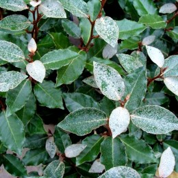 Maslin rusesc - Elaeagnus Ebbingei Compacta Maslin rusesc - Elaeagnus Ebbingei Compacta