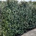 Maslin rusesc - Elaeagnus Ebbingei Compacta - Arbusti ornamentali - AgroDenmar.ro Maslin rusesc - Elaeagnus Ebbingei Compacta - Arbusti ornamentali - AgroDenmar.ro