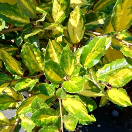 Maslin rusesc - Elaeagnus pungens Maculata