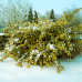 Maslin rusesc - Elaeagnus pungens Maculata - Arbusti ornamentali - AgroDenmar.ro Maslin rusesc - Elaeagnus pungens Maculata - Arbusti ornamentali - AgroDenmar.ro