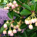 Enkianthus campanulatus Prettycoat