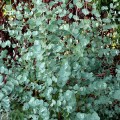 Eucalipt - Eucalyptus gunnii Azura - tip tufa