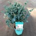 Eucalipt - Eucalyptus gunnii Azura - Arbusti ornamentali - AgroDenmar.ro Eucalipt - Eucalyptus gunnii Azura - Arbusti ornamentali - AgroDenmar.ro