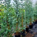 Eucalipt - Eucalyptus gunnii Azura 150 - 200 cm