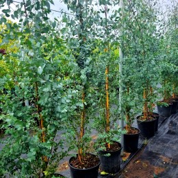 Eucalipt - Eucalyptus gunnii Azura 150 - 200 cm - Arbusti ornamentali - AgroDenmar.ro