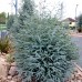 Eucalipt - Eucalyptus gunnii Azura - Arbusti ornamentali - AgroDenmar.ro