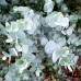 Eucalipt - Eucalyptus gunnii Azura - Arbusti ornamentali - AgroDenmar.ro