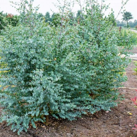 Eucalipt - Eucalyptus gunnii Azura - Arbusti ornamentali - AgroDenmar.ro