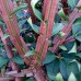 Euonymus alatus Compactus - Arbusti ornamentali - AgroDenmar.ro
