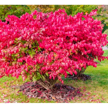 Euonymus alatus Compactus - Arbusti ornamentali - AgroDenmar.ro