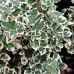 Euonymus fortunei Emerald Gaiety - Arbusti ornamentali - AgroDenmar.ro