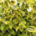 Euonymus fortunei Emerald 'n' Gold - Arbusti ornamentali - AgroDenmar.ro