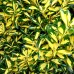 Euonymus japonicus Elegantissimus Aureus - Arbusti ornamentali - AgroDenmar.ro