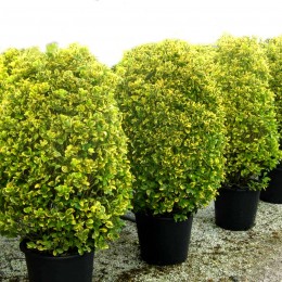 Euonymus japonicus Elegantissimus Aureus