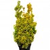 Euonymus japonicus Elegantissimus Aureus - Arbusti ornamentali - AgroDenmar.ro