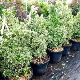 Euonymus japonicus Kathy - Arbusti ornamentali - AgroDenmar.ro