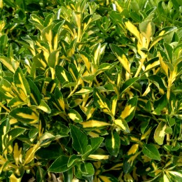 Euonymus japonicus Mediopictus