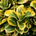 Euonymus japonicus Ovatus Aureus - Marieke - Arbusti ornamentali - AgroDenmar.ro