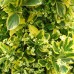 Euonymus japonicus Ovatus Aureus - Marieke - Arbusti ornamentali - AgroDenmar.ro