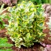 Euonymus japonicus Ovatus Aureus - Marieke - Arbusti ornamentali - AgroDenmar.ro