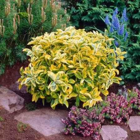 Euonymus japonicus Ovatus Aureus - Marieke - Arbusti ornamentali - AgroDenmar.ro