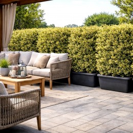 Euonymus japonicus Bravo jardiniera