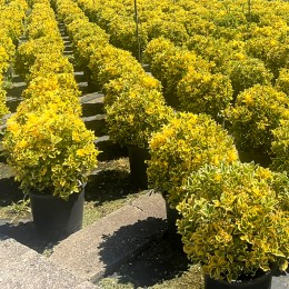 Euonymus japonicus Elegantissimus Aureus globular