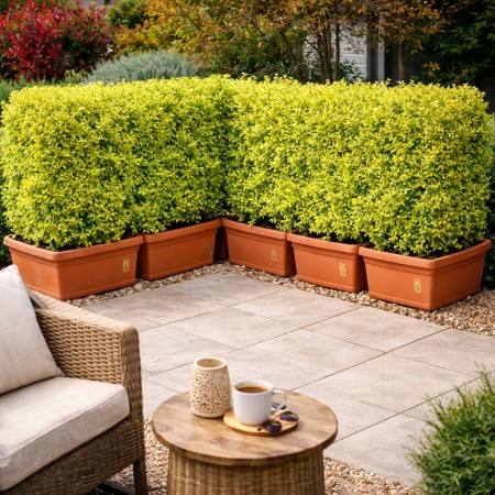 Euonymus japonicus Elegantissimus Aureus jardiniera - Arbusti ornamentali - AgroDenmar.ro