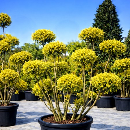 Euonymus japonicus Elegantissimus Aureus Pom Pon - Arbusti ornamentali - AgroDenmar.ro