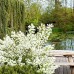 Exochorda Magical Springtime - Arbusti ornamentali - AgroDenmar.ro