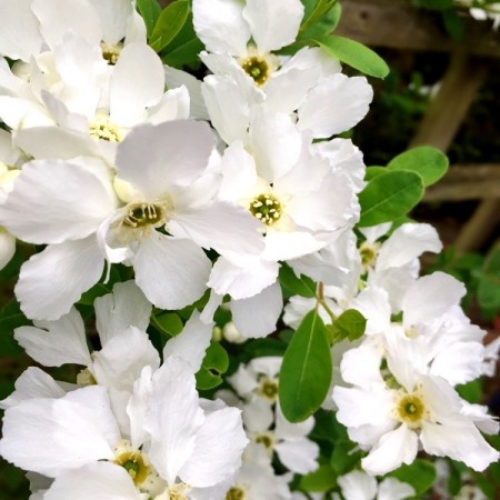 Exochorda Magical Springtime - Arbusti ornamentali - AgroDenmar.ro
