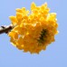 Arbust de hartie - Arbusti ornamentali - AgroDenmar.ro