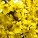 Forsythia intermedia - tip copac - Arbusti ornamentali - AgroDenmar.ro