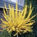 Forsythia intermedia - tip copac