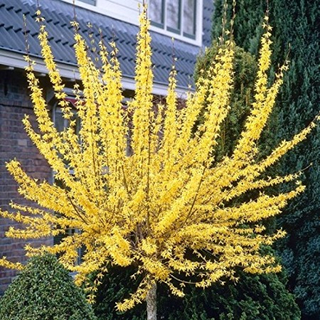 Forsythia intermedia - tip copac - Arbusti ornamentali - AgroDenmar.ro