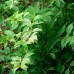 Forsythia Kumson - Arbusti ornamentali - AgroDenmar.ro