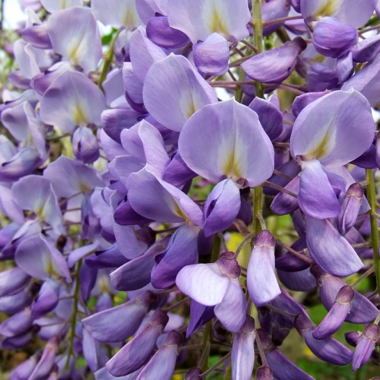  <span>Wisteria</span> <span>(Glicina)</span> <span>-</span> <span>tip</span> <span>copac</span>