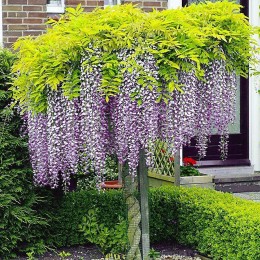 Arbusti ornamentali Wisteria (Glicina) pret avantajos - Cumpara online