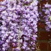 Glicina Violacea Plena - Arbusti ornamentali - AgroDenmar.ro