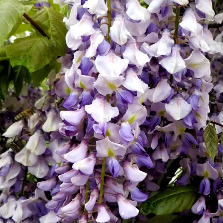 Glicina - Wisteria floribunda blue - Arbusti ornamentali - AgroDenmar.ro