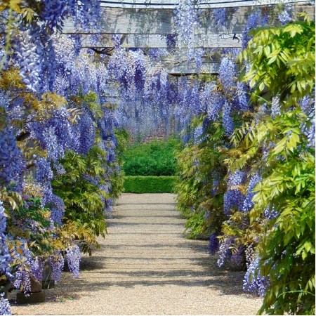 Glicina - Wisteria floribunda Blue Moon - Arbusti ornamentali - AgroDenmar.ro