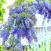 Glicina - Wisteria floribunda Blue Moon - Arbusti ornamentali - AgroDenmar.ro
