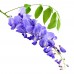 Glicina - Wisteria floribunda Blue Moon - Arbusti ornamentali - AgroDenmar.ro