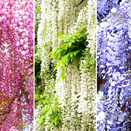 Glicina - Wisteria floribunda blue - Arbusti or Glicina - Wisteria floribunda Mix Tip copac - Arbusti ornamentali - AgroDenmar.ro