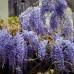 Glicina - Wisteria floribunda Mix Umbrella - Arbusti ornamentali - AgroDenmar.ro
