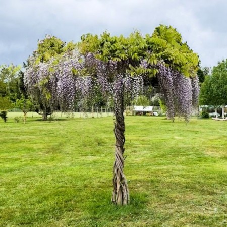 Glicina - Wisteria floribunda Mix Umbrella - Arbusti ornamentali - AgroDenmar.ro
