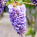 Glicina - Wisteria floribunda Mix Umbrella - Arbusti ornamentali - AgroDenmar.ro